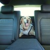 愛犬とドライブするのに役立つクルマの機能＆装備とは？ その1