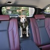 愛犬とドライブするのに役立つクルマの機能＆装備とは？