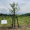 シンボルツリーの植樹