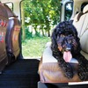 トイファクトリー、愛犬家向け新シートカバー「to.mo.ne.（と・も・に） シートカバー【IRISH Style】」を新発売