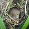 敷地内で確認されたカヤネズミ