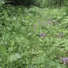 群生するクリンソウ