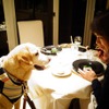 後で悔やんでも遅い！ 愛犬とドライブ旅行を重ねる意味と理由