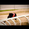 マツダロードスター vs 狩猟犬、レースで対決
