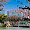 千鳥ヶ淵（東京都千代田区）