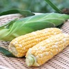 静岡県森町で採れた旬の「森のとうもろこし」