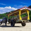 沖縄・由布島の水牛車