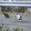 じつはねこがたくさんいる江の島