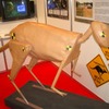 【ESV国際会議】おっと、カンガルーのダミーを発見!!