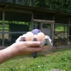 生みたての卵をゲット。割らずに持ち帰るのもオリエンテーリングの条件だ。