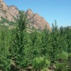 中国でおこなっている植林活動の様子（植林後 2009年7月）