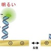 DNAの動作の可視化 DNAの動作の可視化