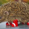 「ハリネズミを交通戦争から守ろう」 ― ソニックがハリネズミの保護に助力？ 「ハリネズミを交通戦争から守ろう」 ― ソニックがハリネズミの保護に助力？