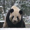 提供＝上野動物園