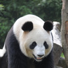 提供＝上野動物園