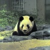 パンダ