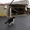 東日本大震災 離島の猫たちも無事だった