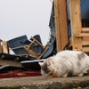 東日本大震災 離島の猫たちも無事だった