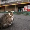 東日本大震災 離島の猫たちも無事だった