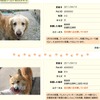 MSNペットサーチ