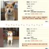 MSNペットサーチ