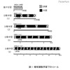 「集中学習より休憩を取りながらの学習が効果的」実験結果を発表 眼球運動学習プロトコール