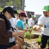 首都高速道路、大橋ジャンクションの換気所屋上に現れた水田で小学生が田植えを体験