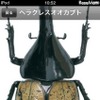 ヘラクレスオオカブト