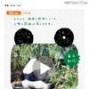 パンダゆかりの地に貼りだされるポスター パンダゆかりの地に貼りだされるポスター