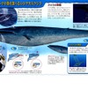 プランクトンや小魚を食べるシロナガスクジラ