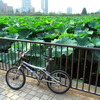 上野公園・不忍池の蓮の花がポッと咲く。
