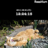 「岩合光昭のねこのとけい」アプリ ねこ写真