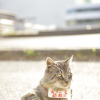 芦ノ湖の宣伝・看板猫