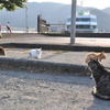 芦ノ湖の宣伝・看板猫たち