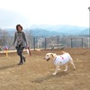 足柄SA（下り）のドッグラン