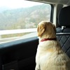 デリカD：5から外を眺める