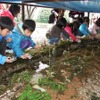 ブリヂストン、甘木工場ビオトープにホタル幼虫を放流