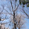 元町公園エリスマン邸前のハンブルグの女王　元町訪問記念（1982年4月4日）の桜