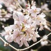 上野公園