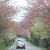 桜並木の中を行く参加車。