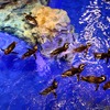 初めて公開されたすみだ水族館の館内