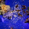 初めて公開されたすみだ水族館の館内