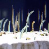 初めて公開されたすみだ水族館の館内