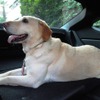 2名乗車で大型犬とドライブできる。