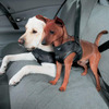 世界初、犬用シートベルトをBMWが発売