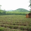 杭州　日本茶の原点を見に行く　（3）　杭州　中天竺　法浄禅寺