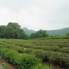 杭州　日本茶の原点を見に行く　（2）　杭州　中天竺へ
