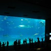 沖縄美ら海水族館