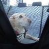 メッシュの窓によって前席から後席の愛犬とアイコンタクト可能。
