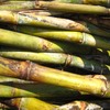タイのサトウキビ生産量が2年連続減少！日本の菓子業界にも影響必至？